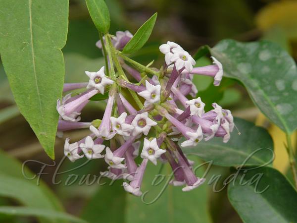 Purple Cestrum